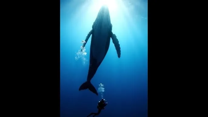 4d肉脯团 - 深蓝星球：探索海洋深处的未知世界